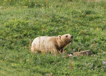 baerenland arosa schweiz baer im gras