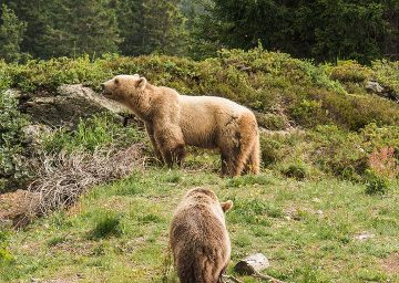 baerenland arosa zwei baeren natur
