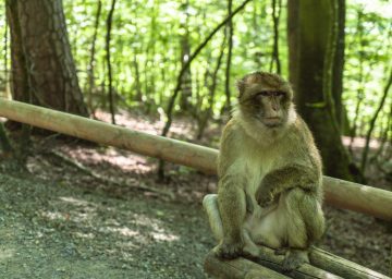 bodensee affenberg affe scaled