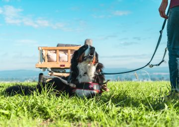 bodensee zelglihof sennenhund scaled