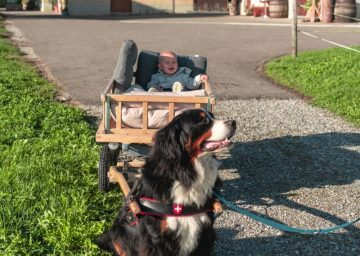bodensee zelglihof sennenhund baby e1589466049270