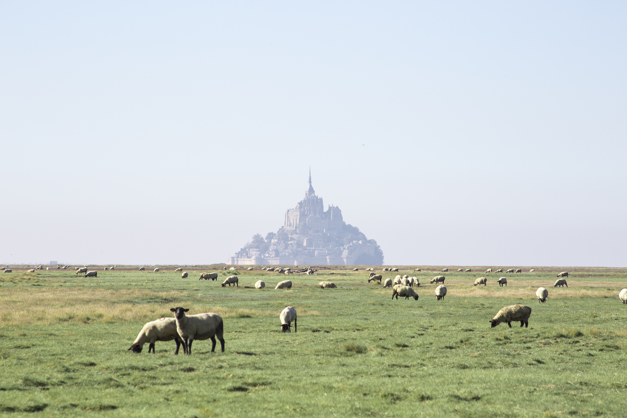 bretagne-mont-saint-michel-schaf bretagne mont saint michel schaf
