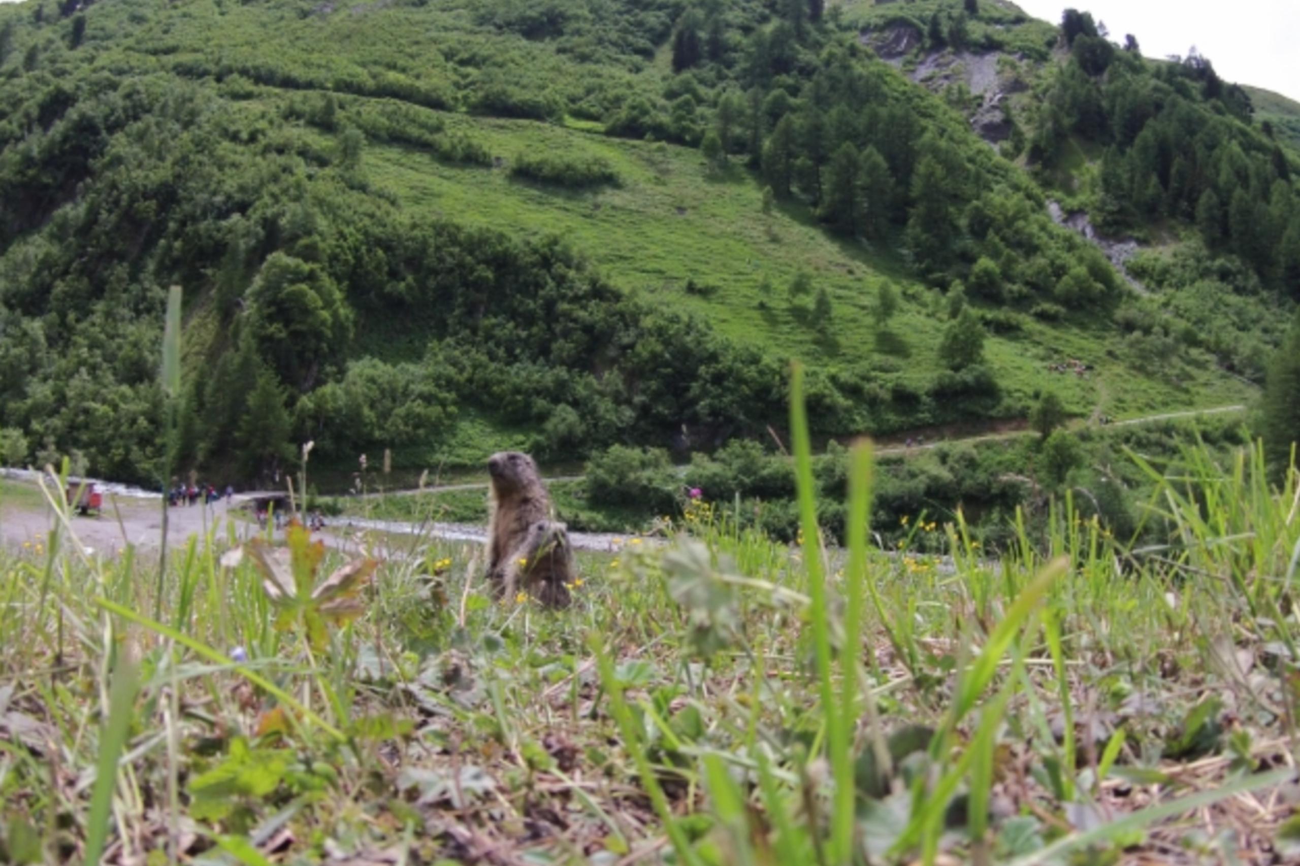 Murmeltiere gehören zum Wallis wie die schwarzweissen Kühe zu Fribourg.