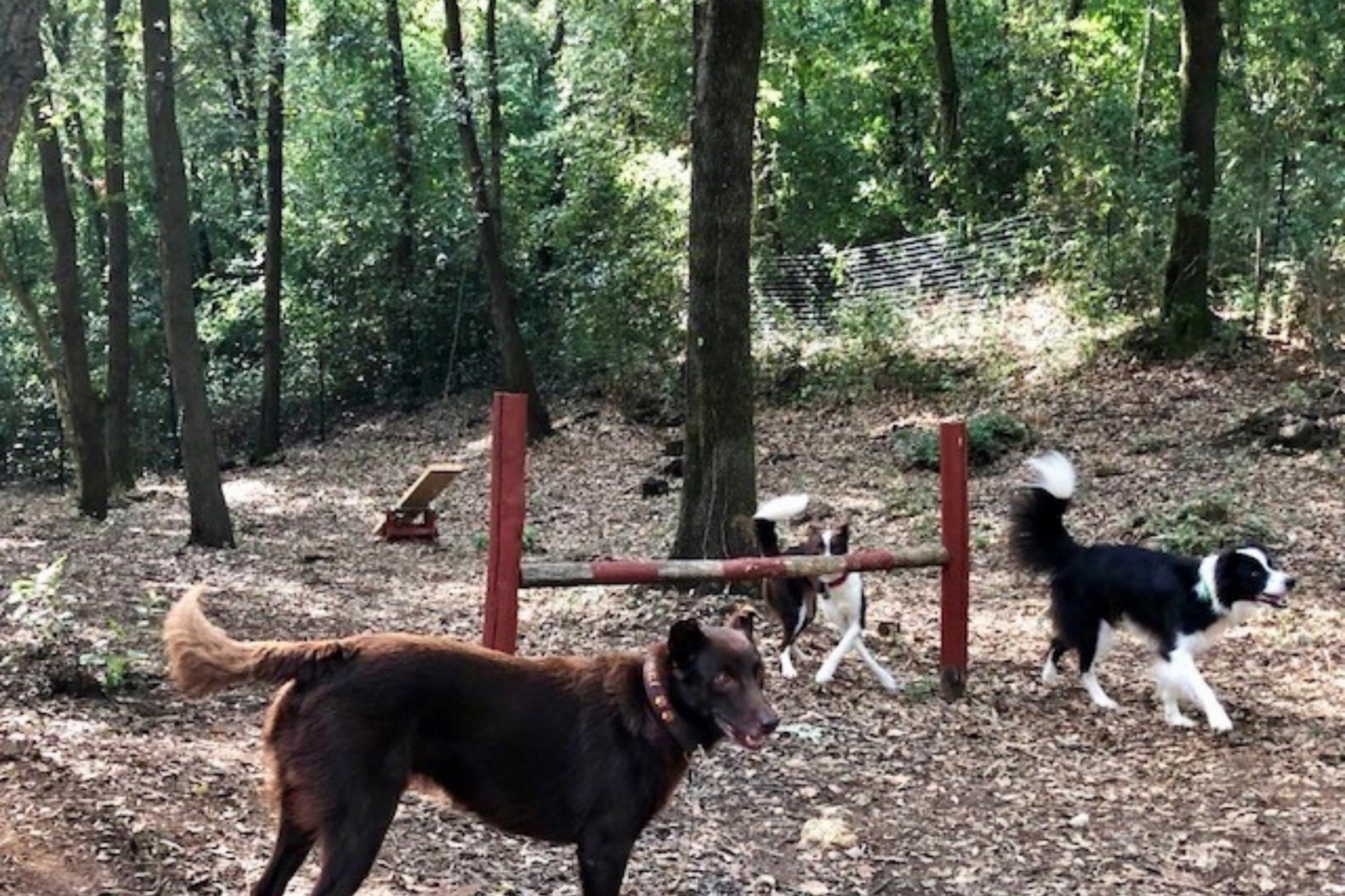 Camping_Toskana_Valle_de_Gaia_6 Für die Hunde sind auf dem Agility-Parcours des Campings Hindernisse und Wippen aufgestellt.