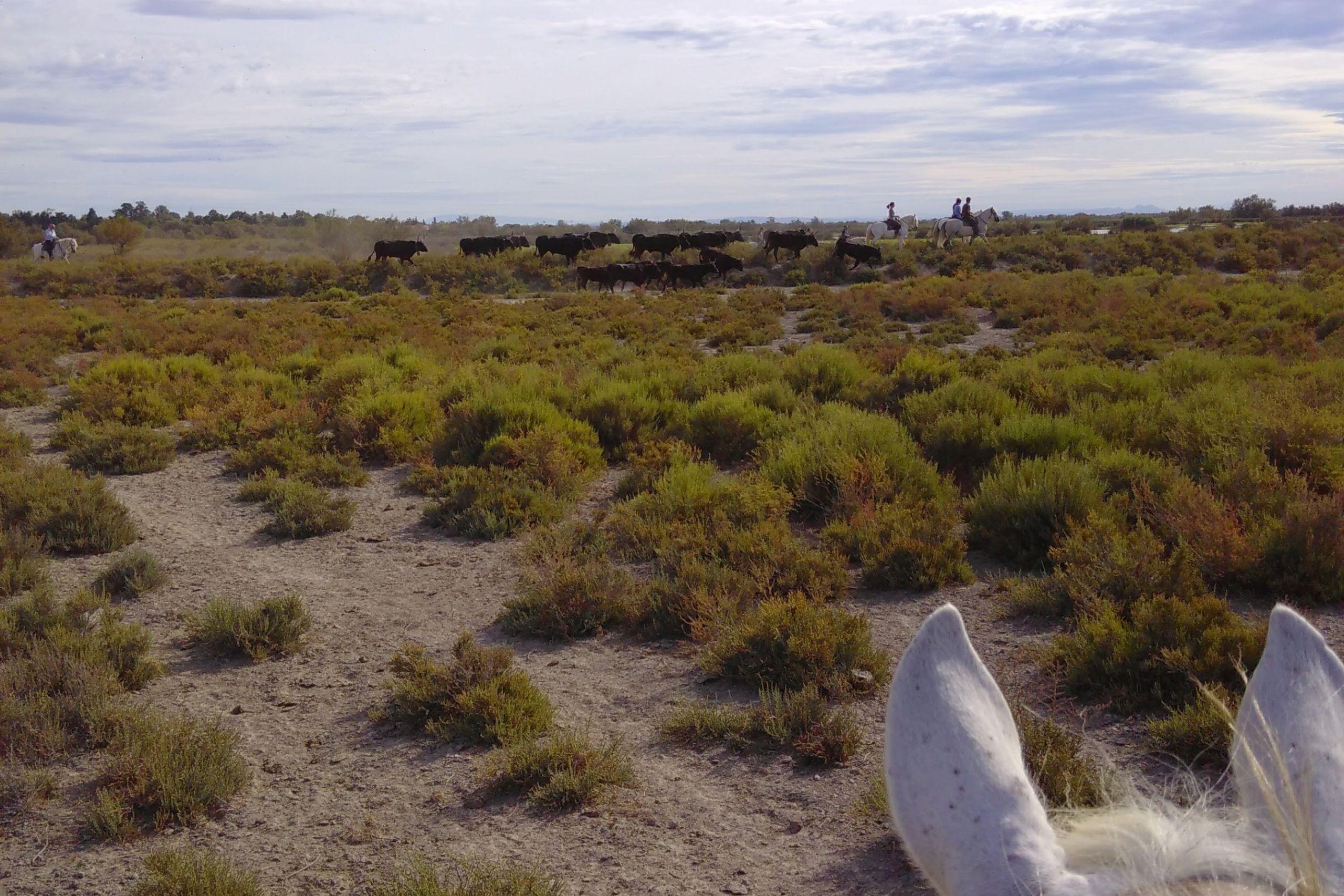 Das Wahrzeichen der Camargue: die weissen Pferde und die schwarzen Stiere. 
