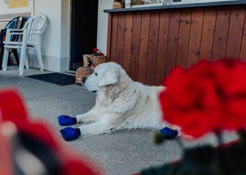 camping talacker hundefreundlicher campingplatz